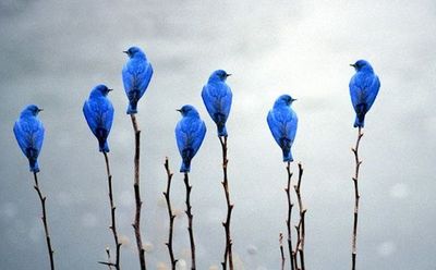 Identical birds sitting next to each other on branches.